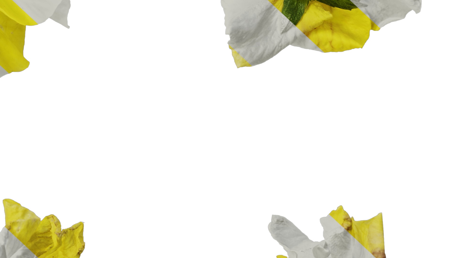 Anydrafts Viola tricolor Flower 04 Texture_6