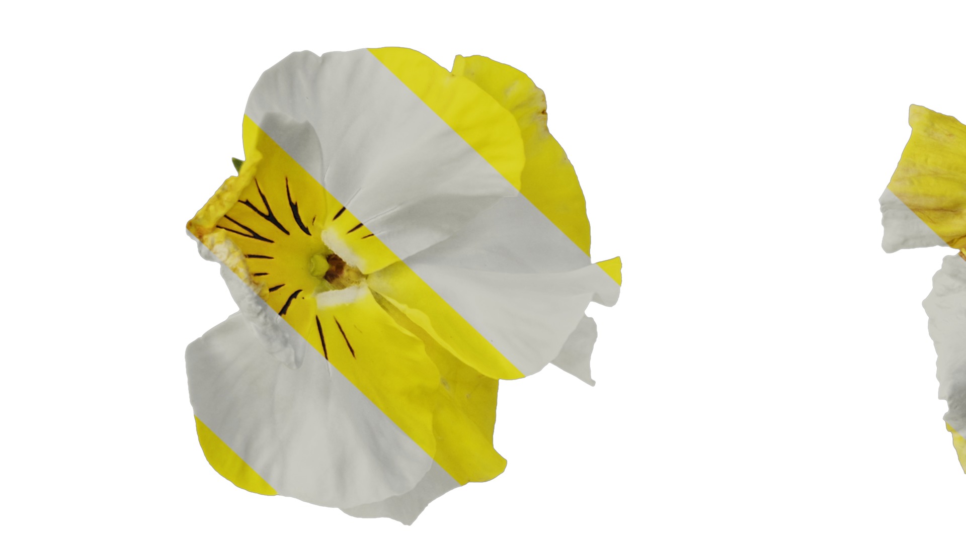 Anydrafts Viola tricolor Flower 04 Texture_7