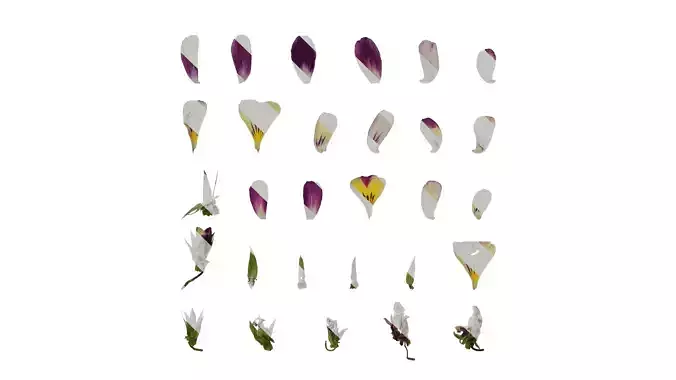 Anydrafts Viola tricolor Flower 05