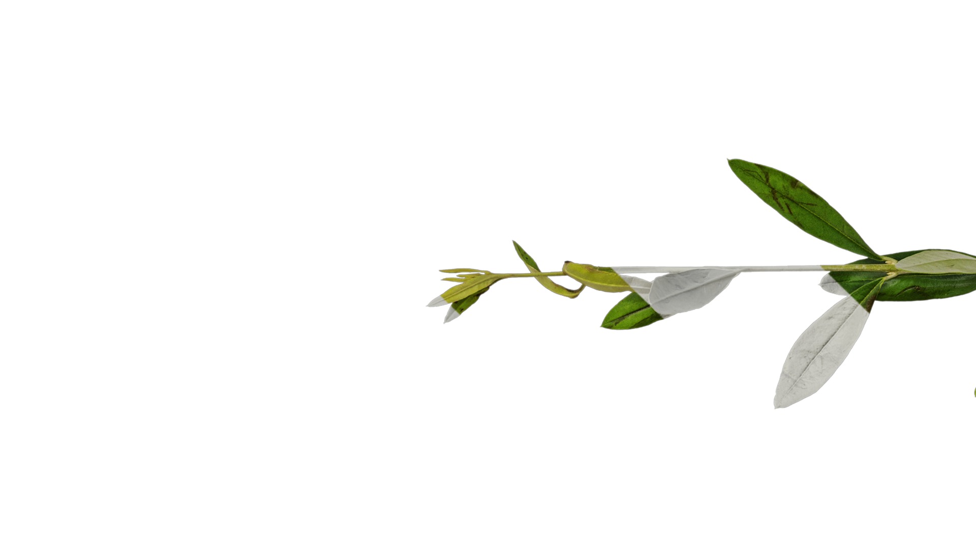 Anydrafts Olea europaea Atlas 18 Texture_1