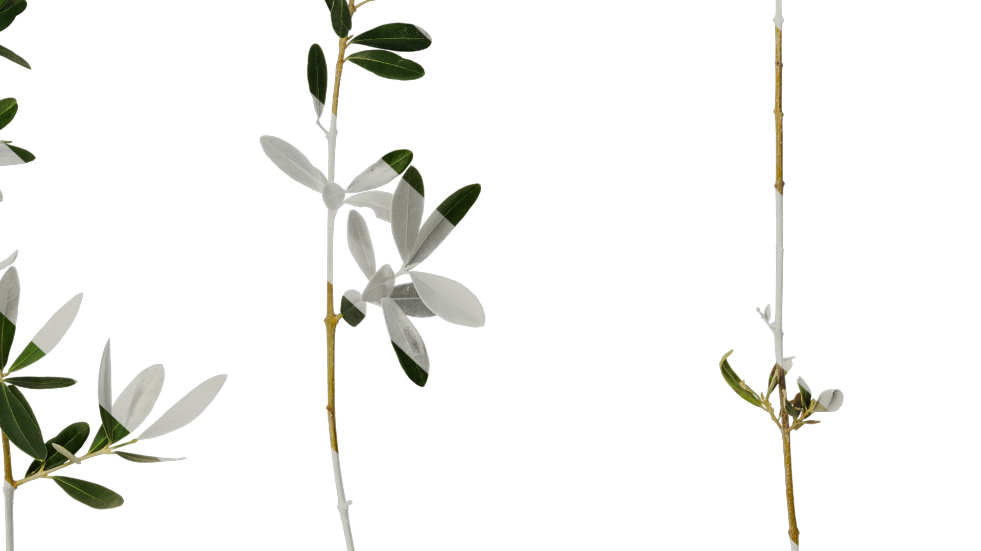 Anydrafts Olea europaea Atlas 18 Texture_6