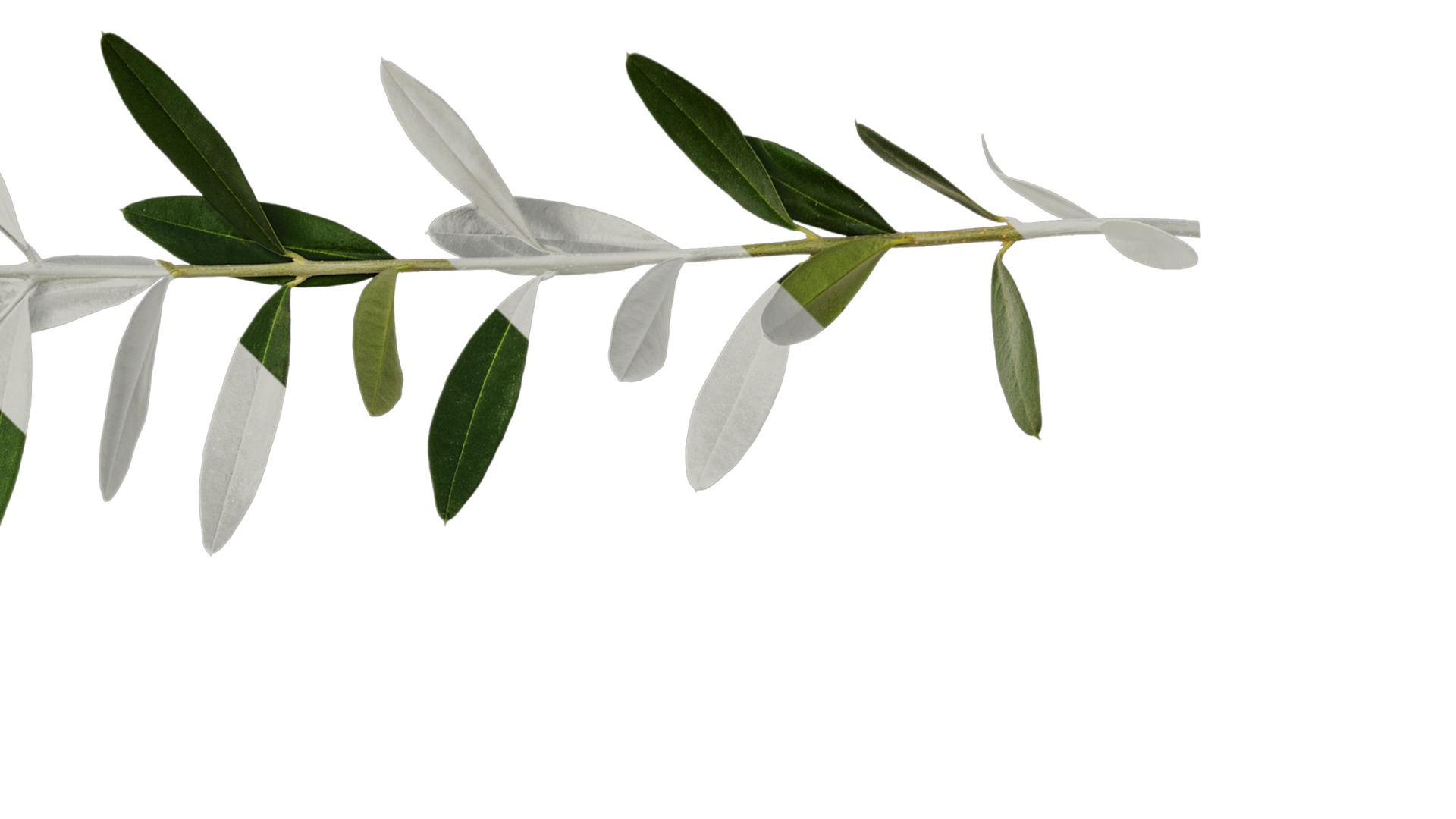 Anydrafts Olea europaea Atlas 18 Texture_2