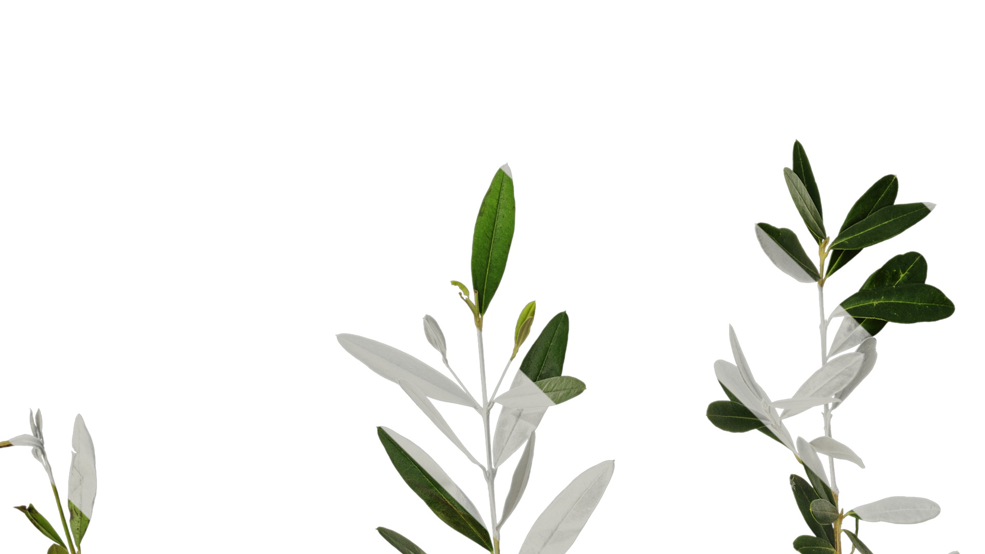 Anydrafts Olea europaea Atlas 18 Texture_3