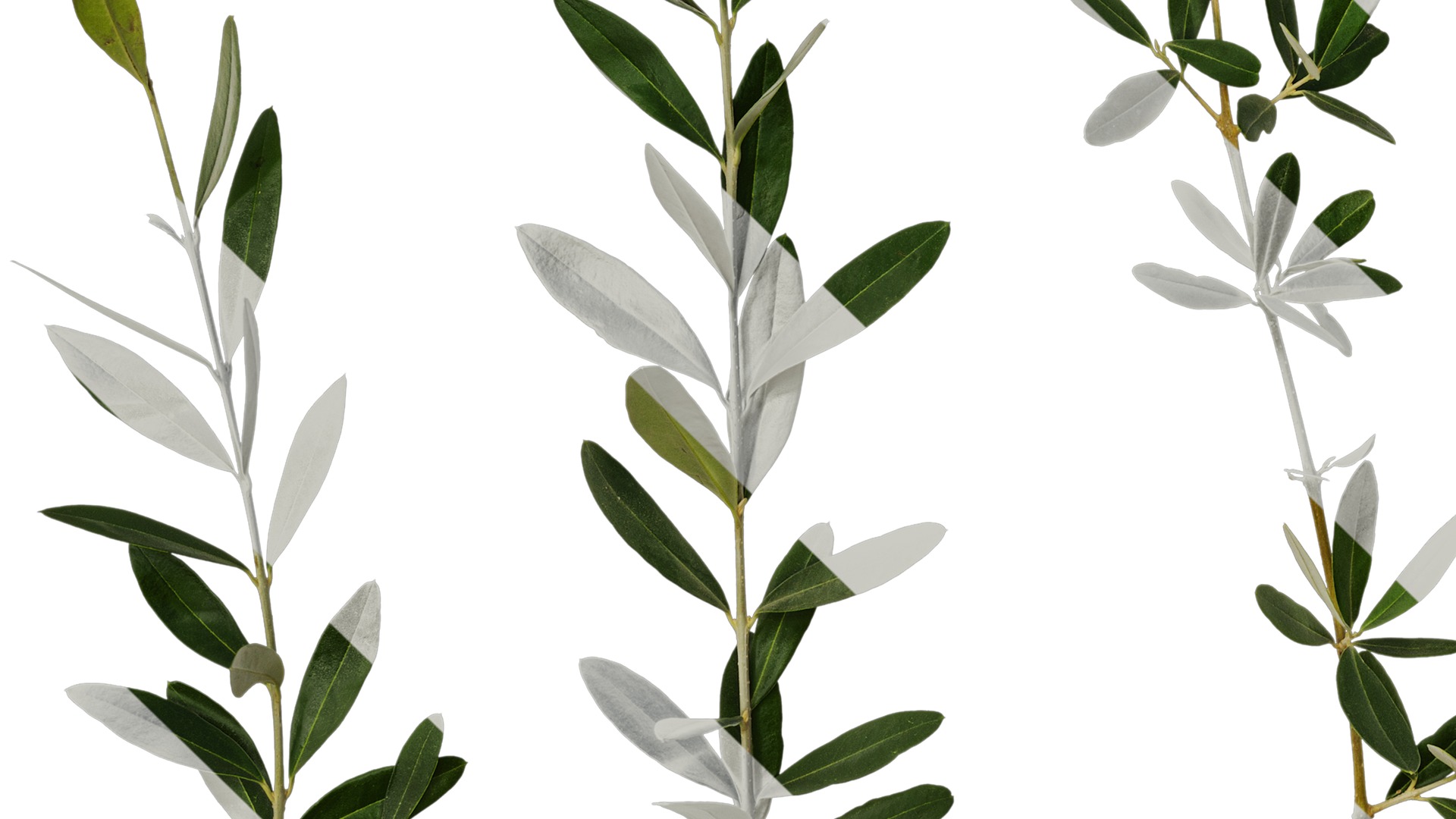 Anydrafts Olea europaea Atlas 18 Texture_5