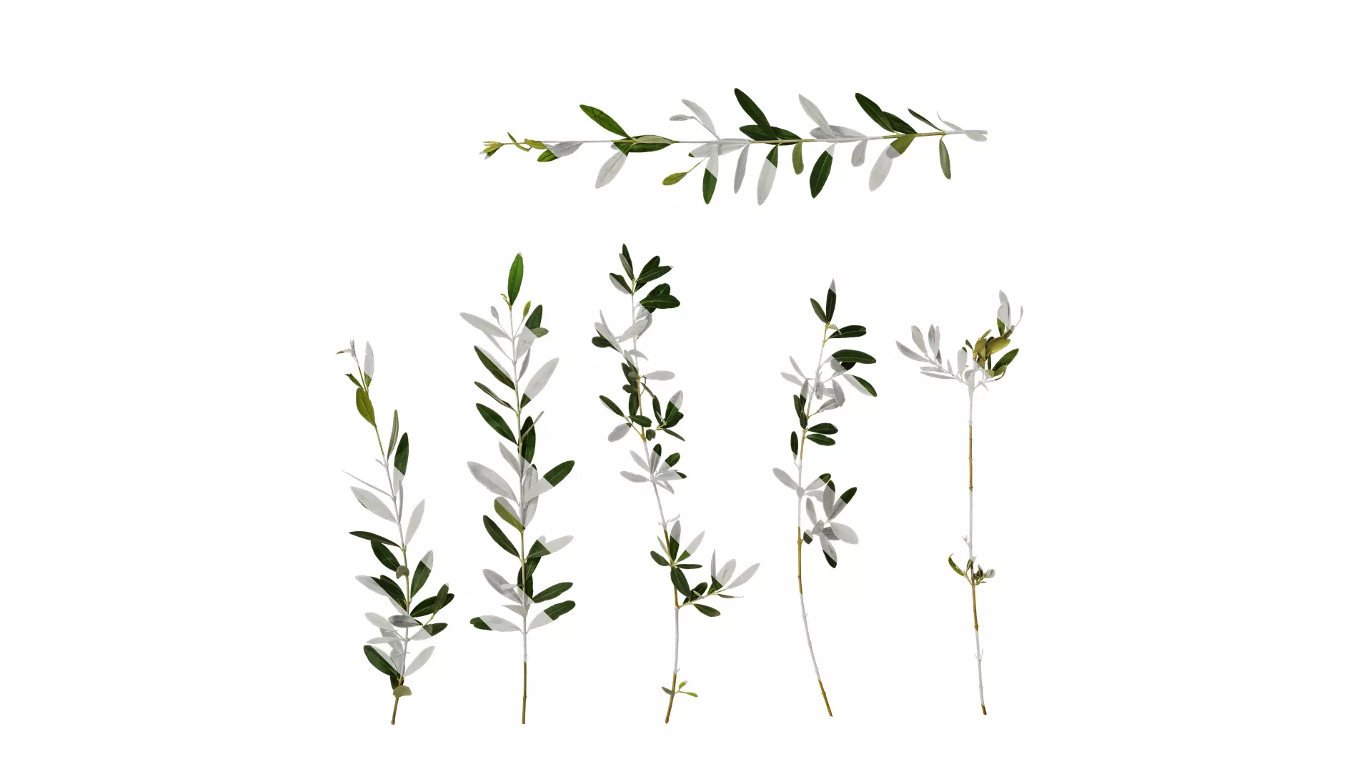 Anydrafts Olea europaea Atlas 18 Texture_0