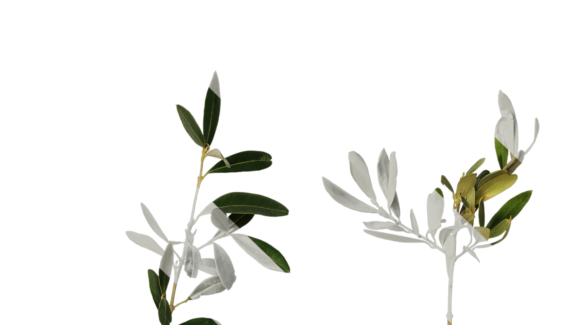 Anydrafts Olea europaea Atlas 18 Texture_4