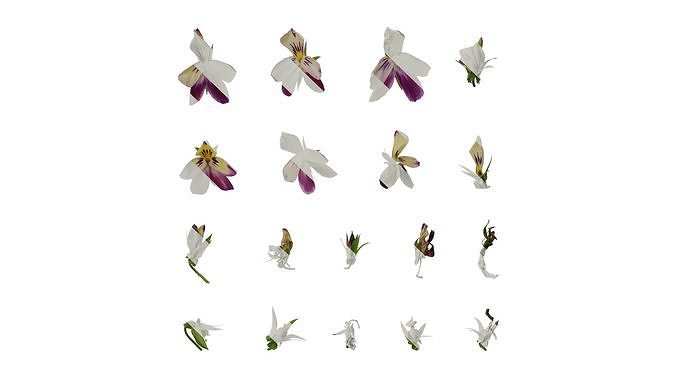 Anydrafts Viola tricolor Flower 06 Texture