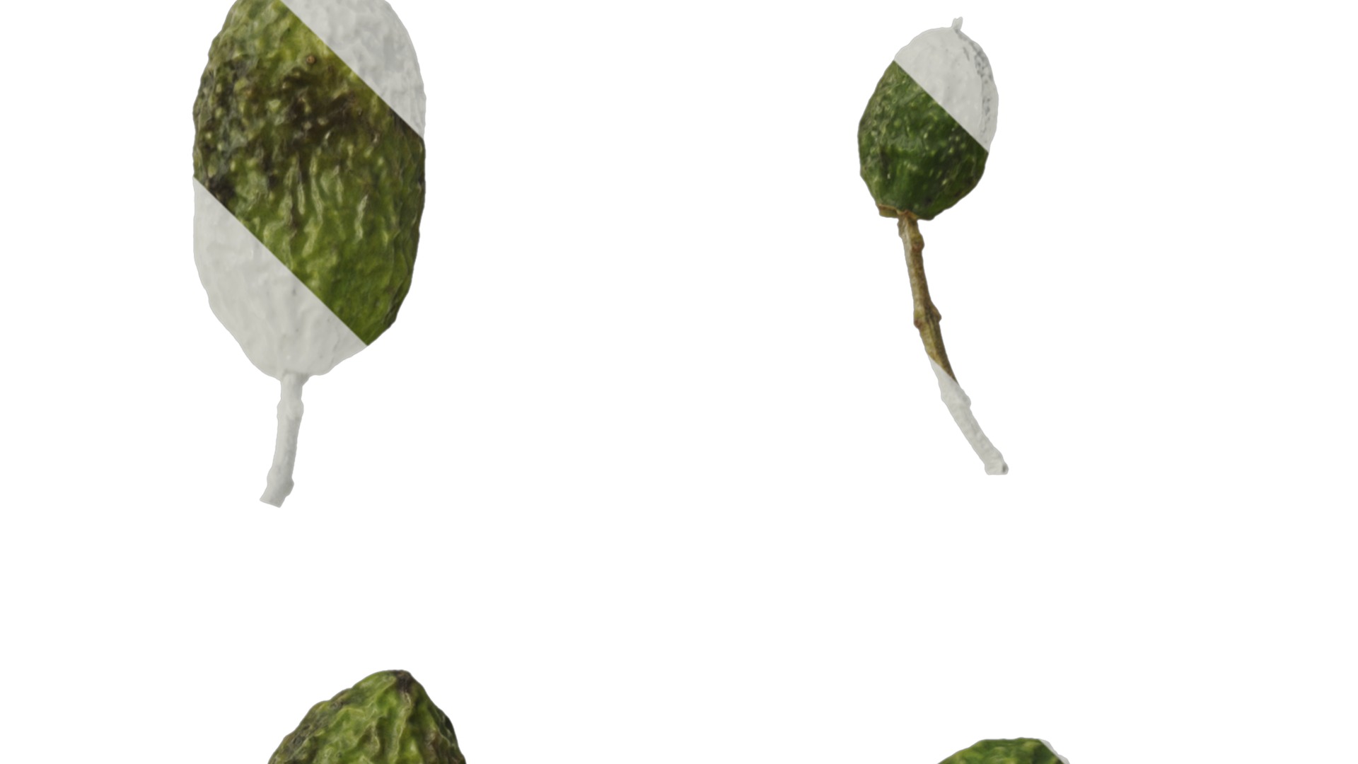 Anydrafts Olea europaea Atlas 19 Texture_4