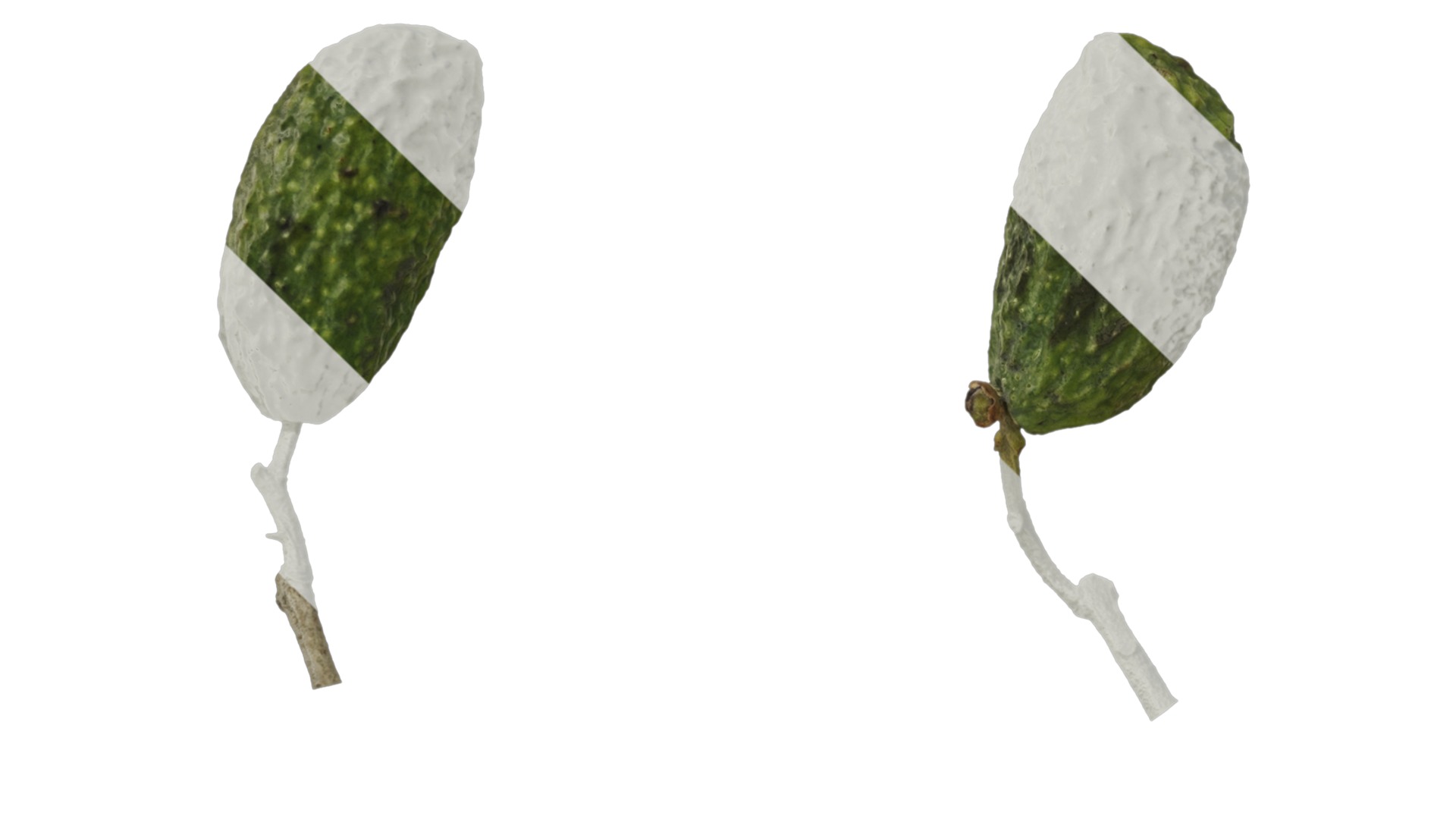 Anydrafts Olea europaea Atlas 19 Texture_5