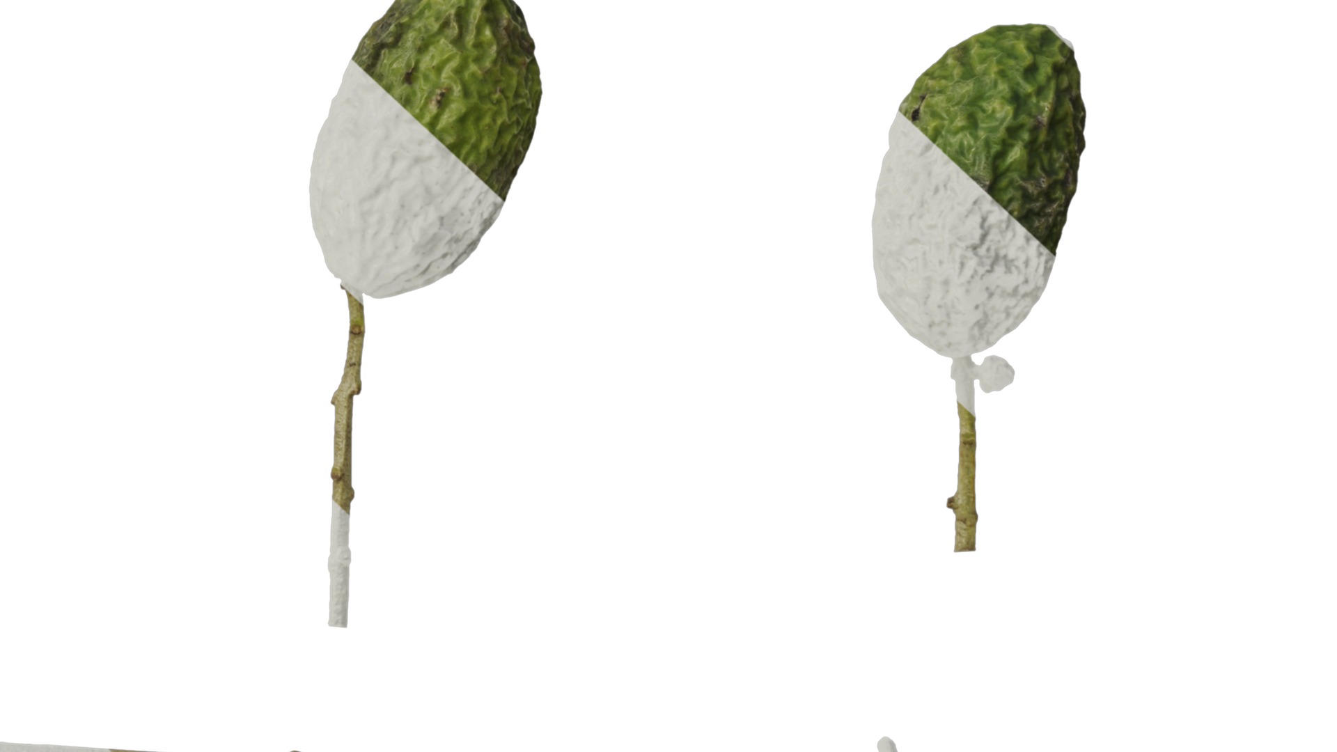 Anydrafts Olea europaea Atlas 19 Texture_6