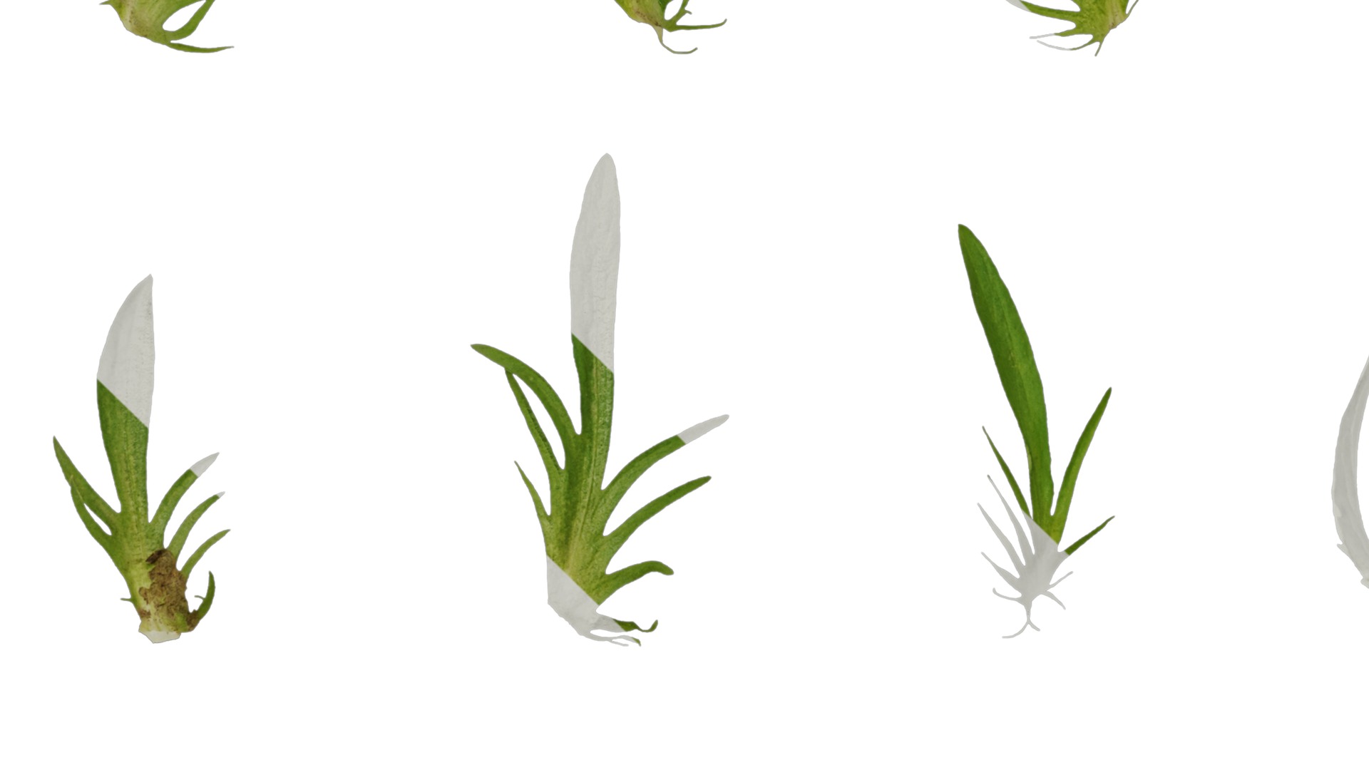 Anydrafts Viola tricolor Leaf 01 Texture_5