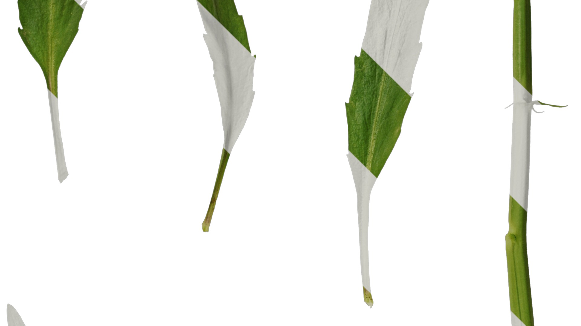 Anydrafts Viola tricolor Leaf 01 Texture_2