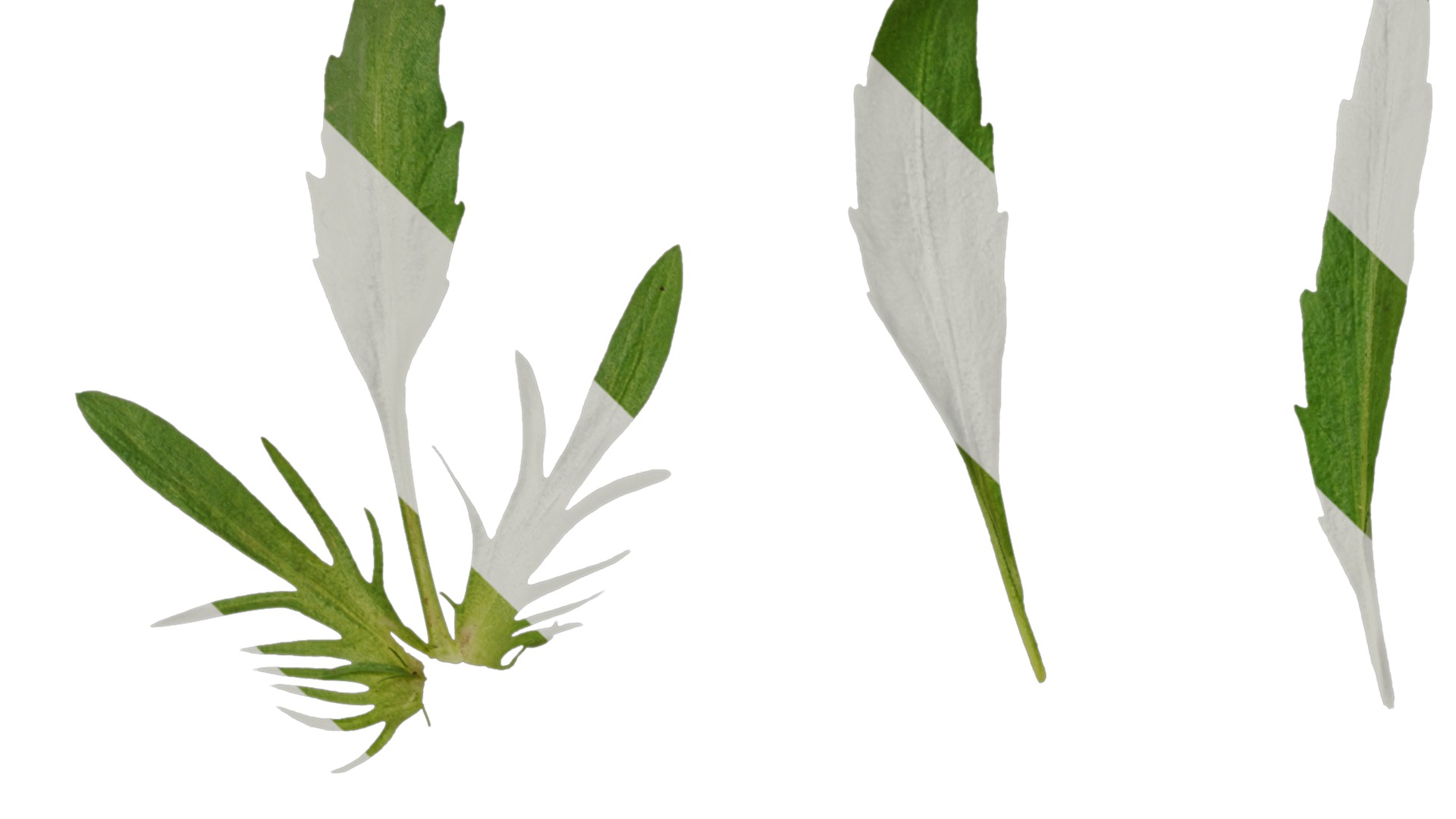 Anydrafts Viola tricolor Leaf 01 Texture_1