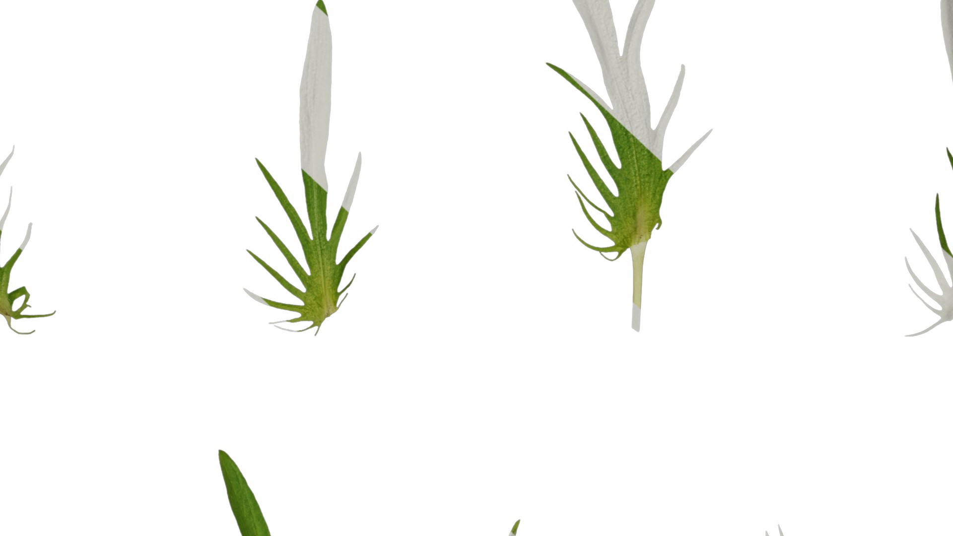 Anydrafts Viola tricolor Leaf 01 Texture_7