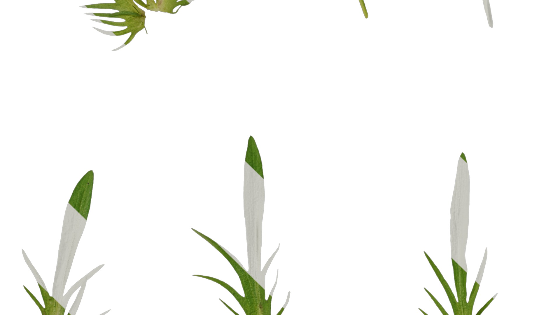 Anydrafts Viola tricolor Leaf 01 Texture_3