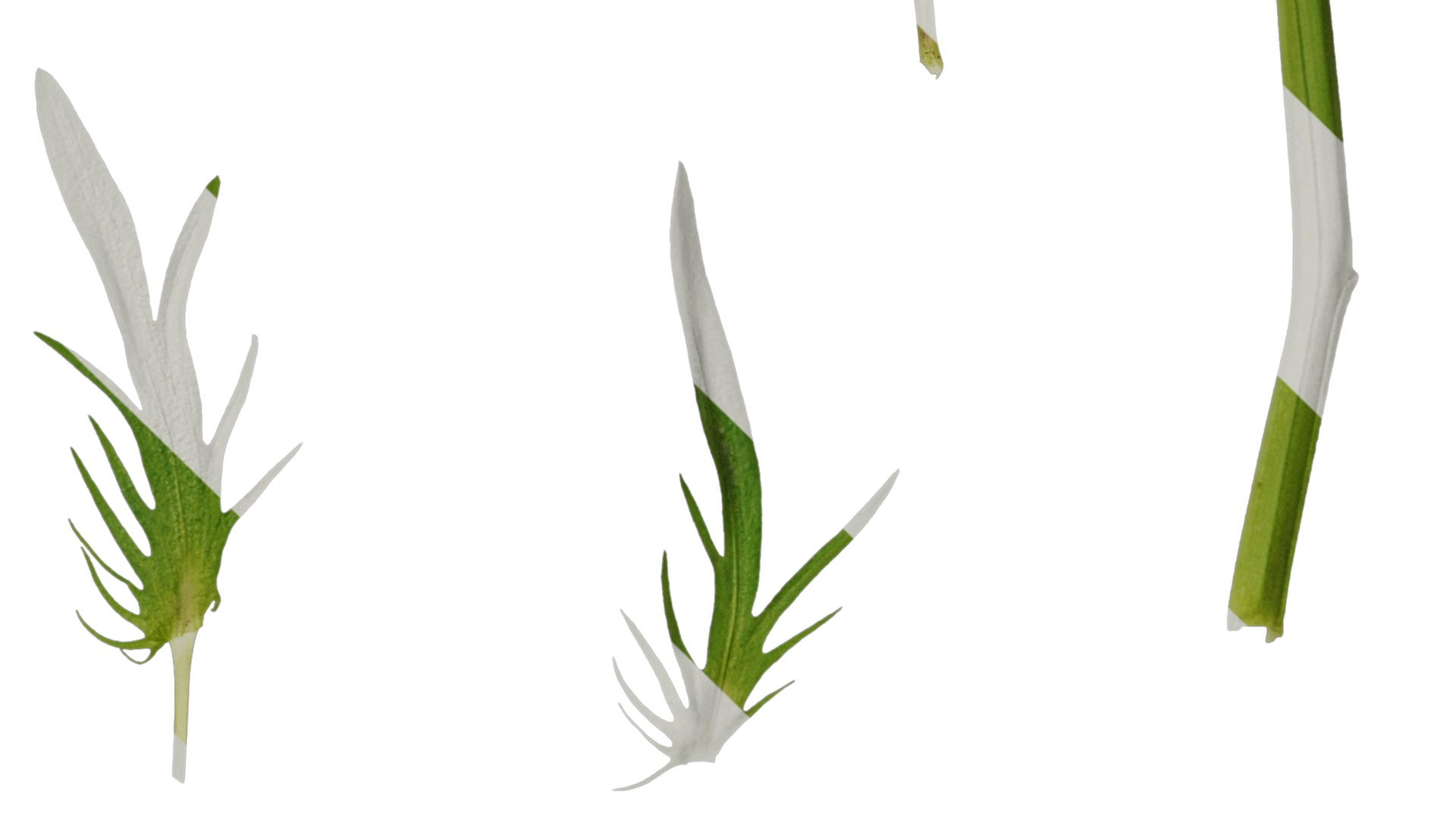 Anydrafts Viola tricolor Leaf 01 Texture_4