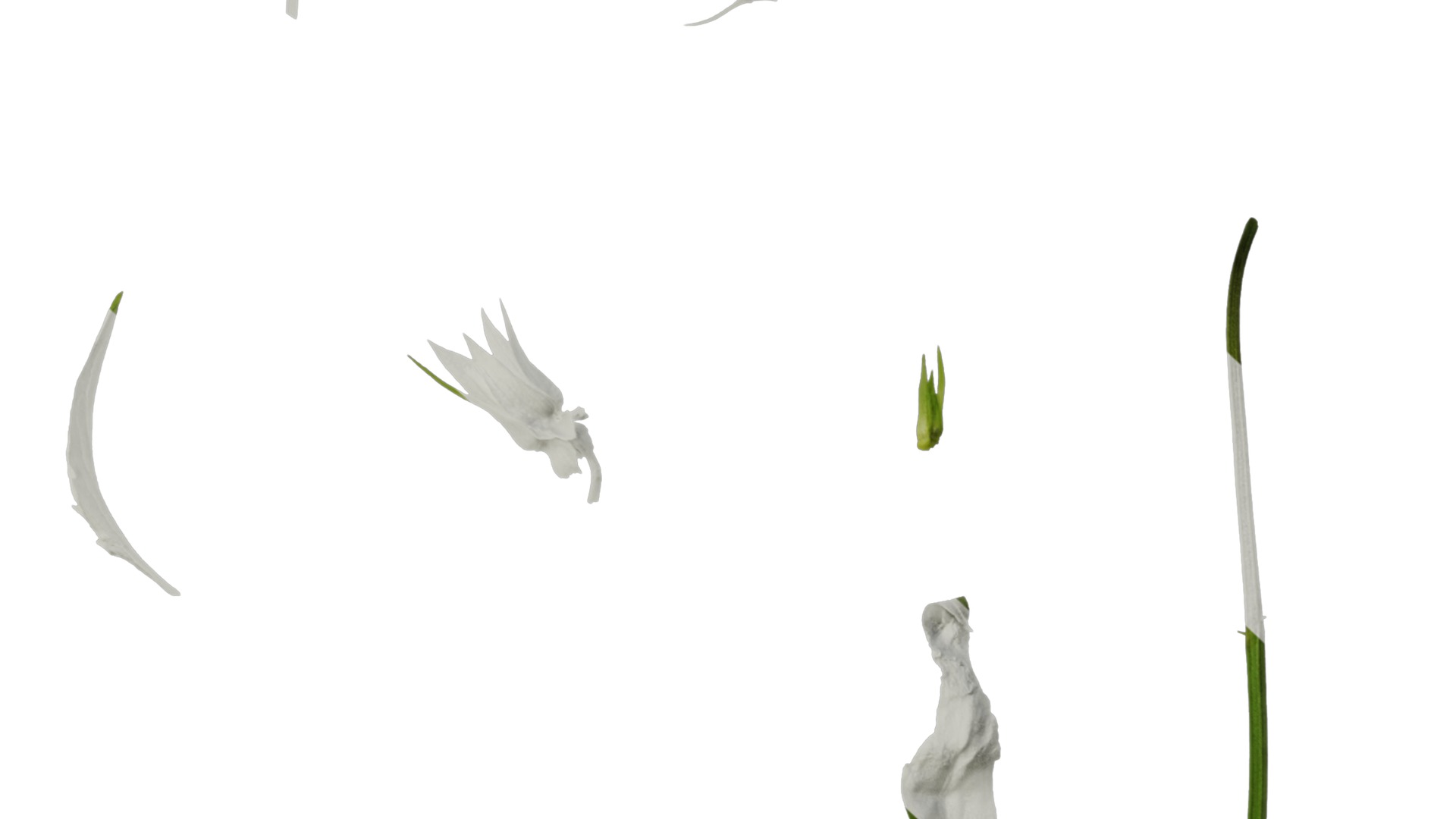 Anydrafts Viola tricolor Leaf 01 Texture_6