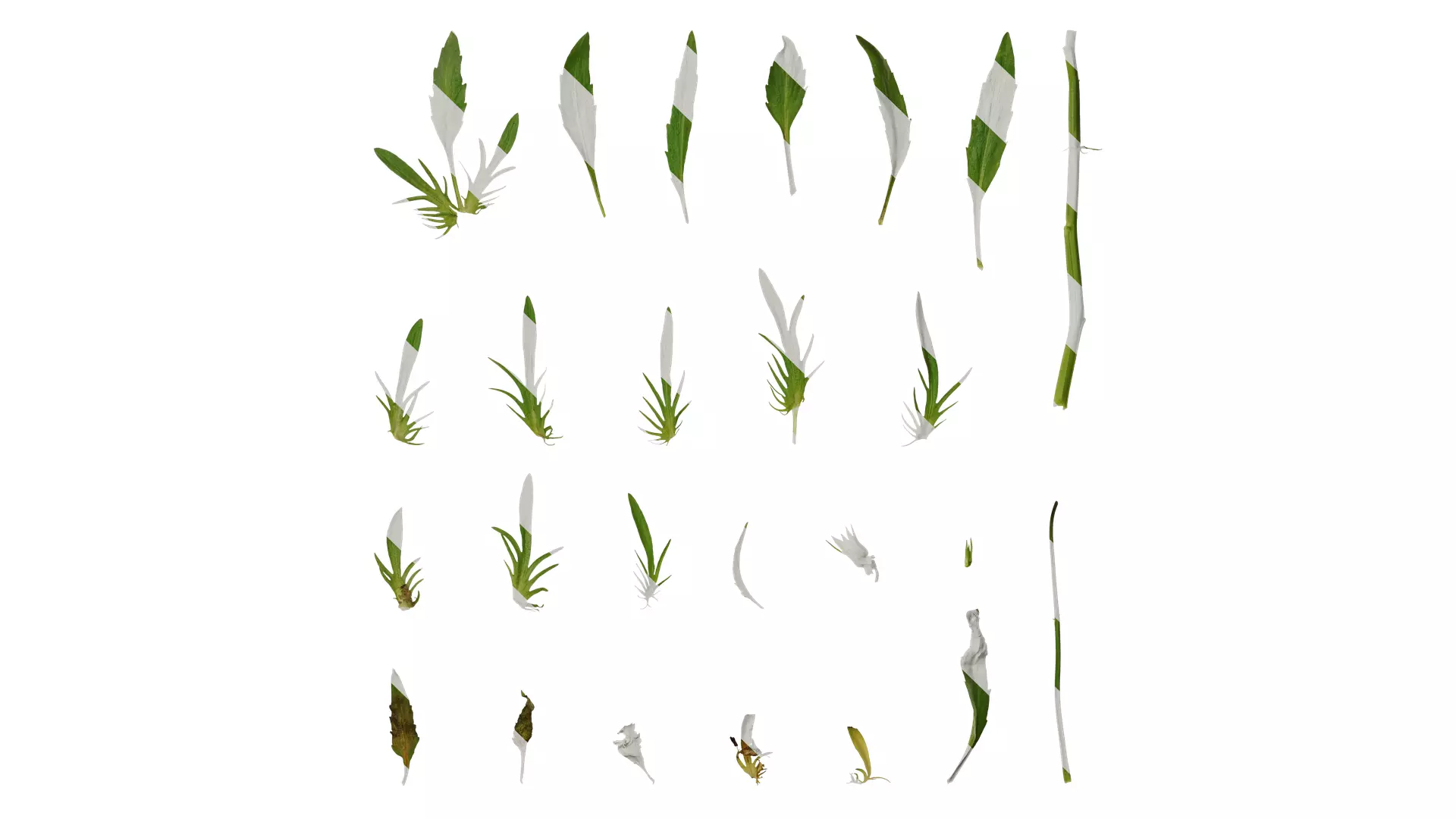 Anydrafts Viola tricolor Leaf 01 Texture_0