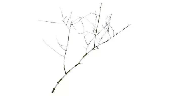 Anydrafts Olea europaea Branch 01