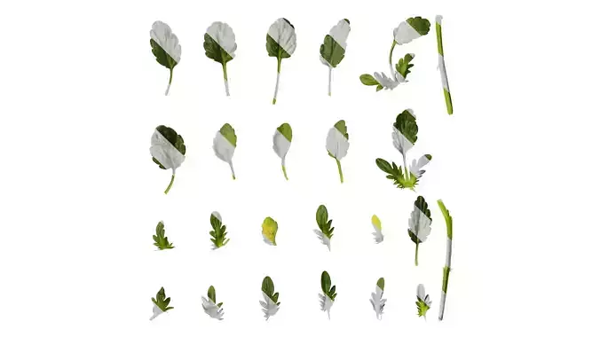 Anydrafts Viola tricolor Leaf 02