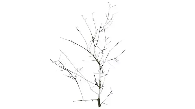 Anydrafts Olea europaea Branch 02