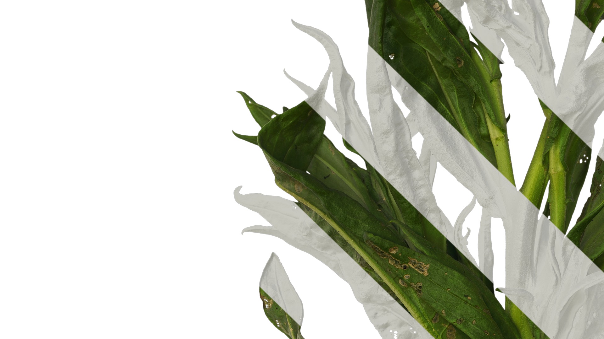 Anydrafts Xerochrysum bracteatum Atlas 01 Texture_3