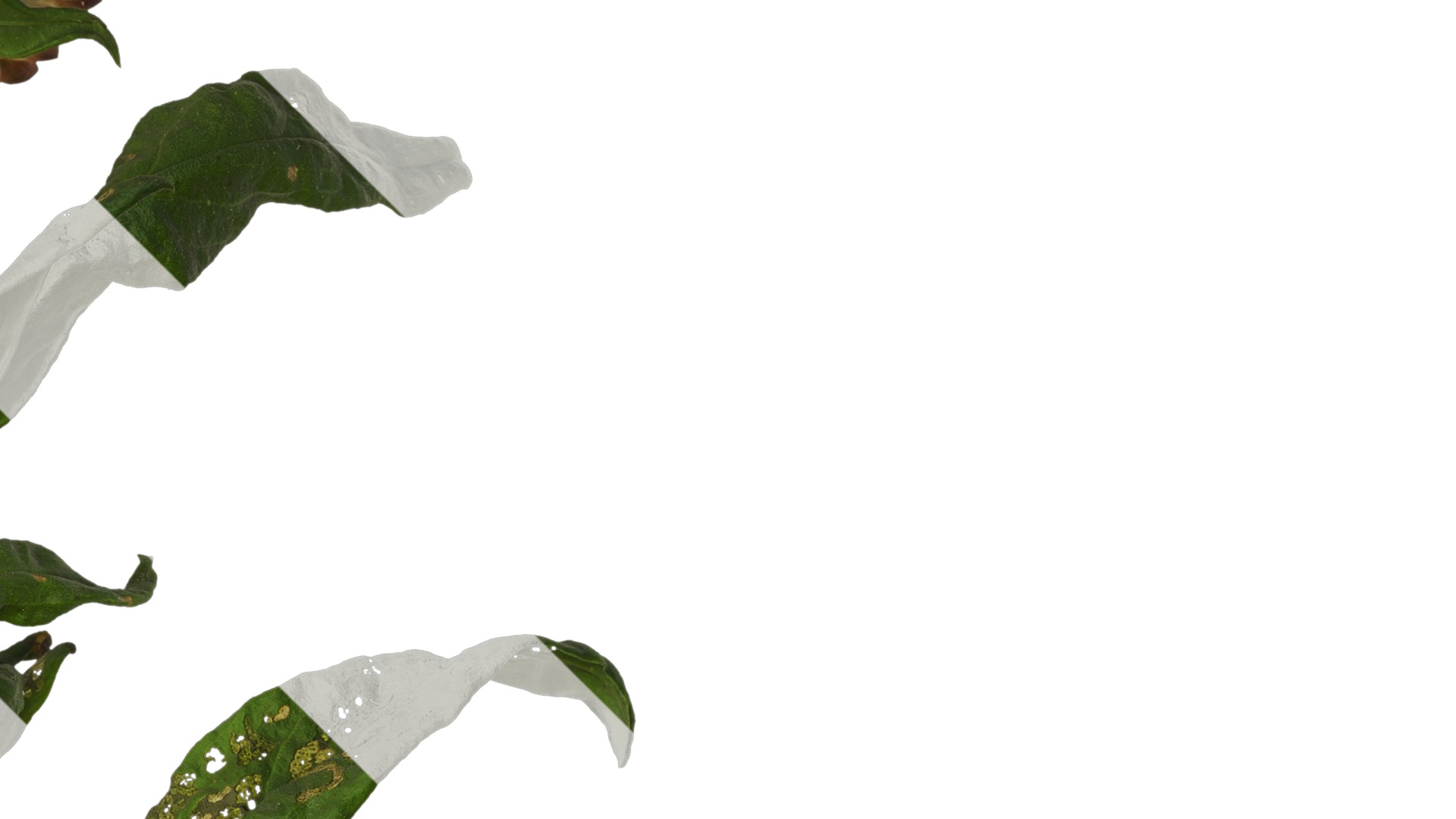 Anydrafts Xerochrysum bracteatum Atlas 01 Texture_2