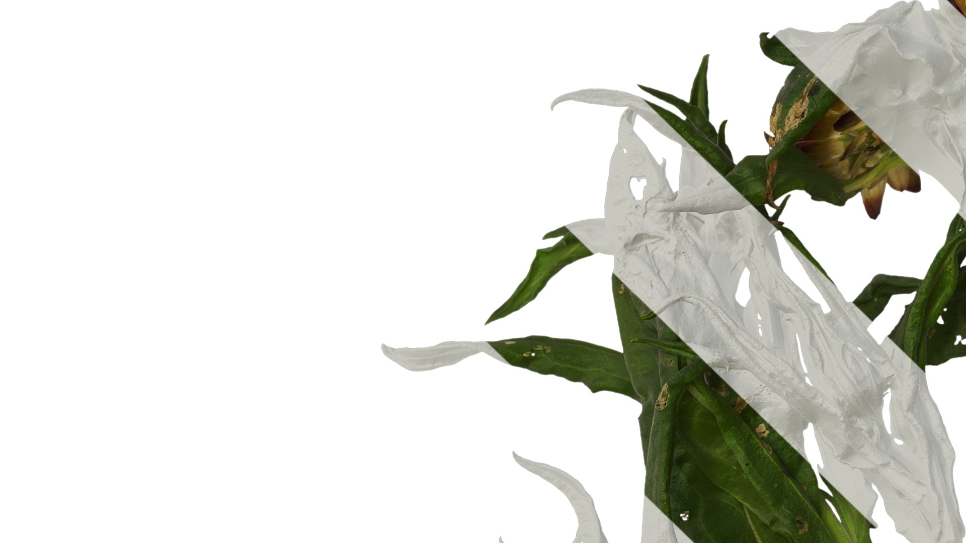 Anydrafts Xerochrysum bracteatum Atlas 01 Texture_1