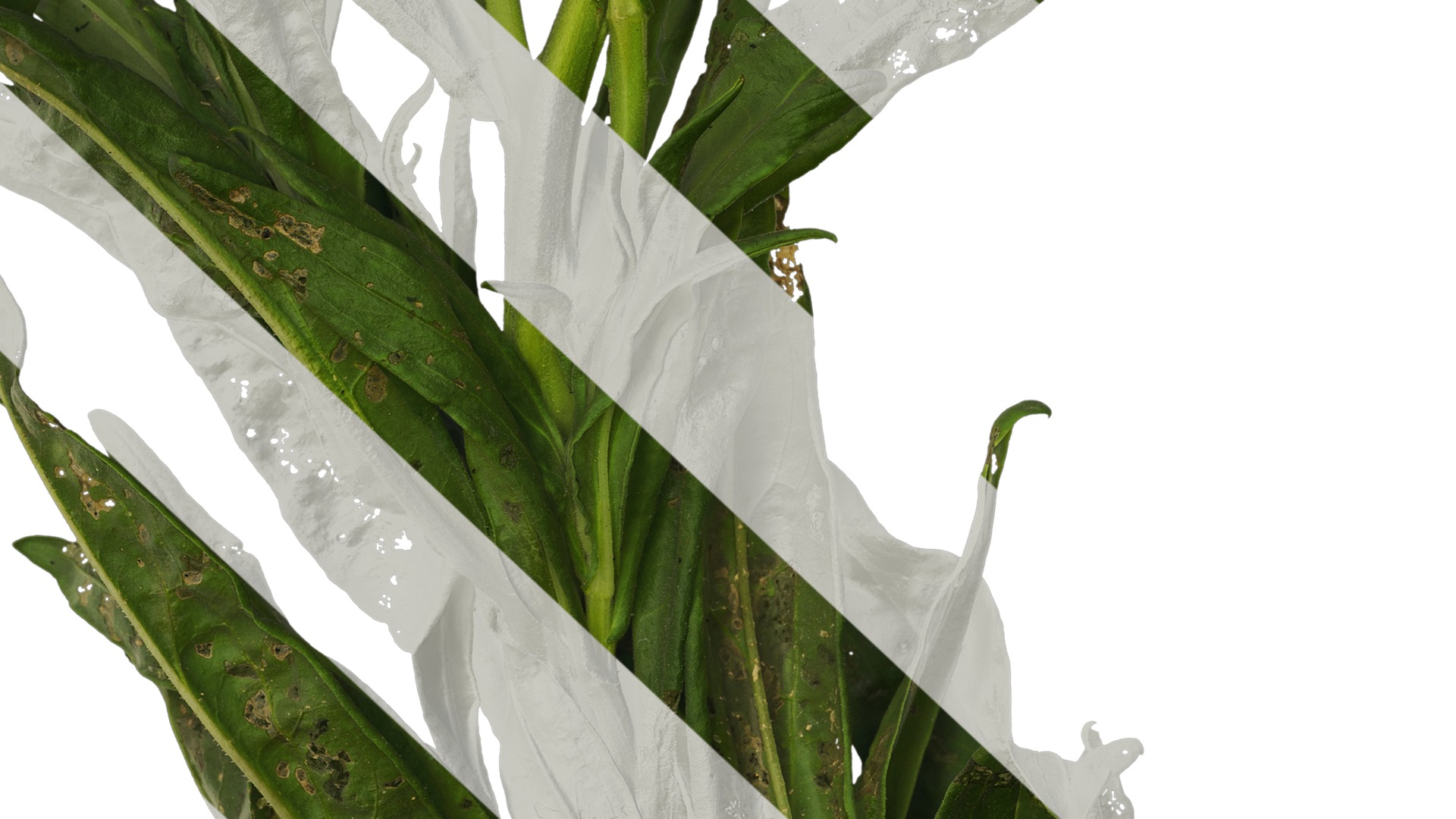 Anydrafts Xerochrysum bracteatum Atlas 01 Texture_7