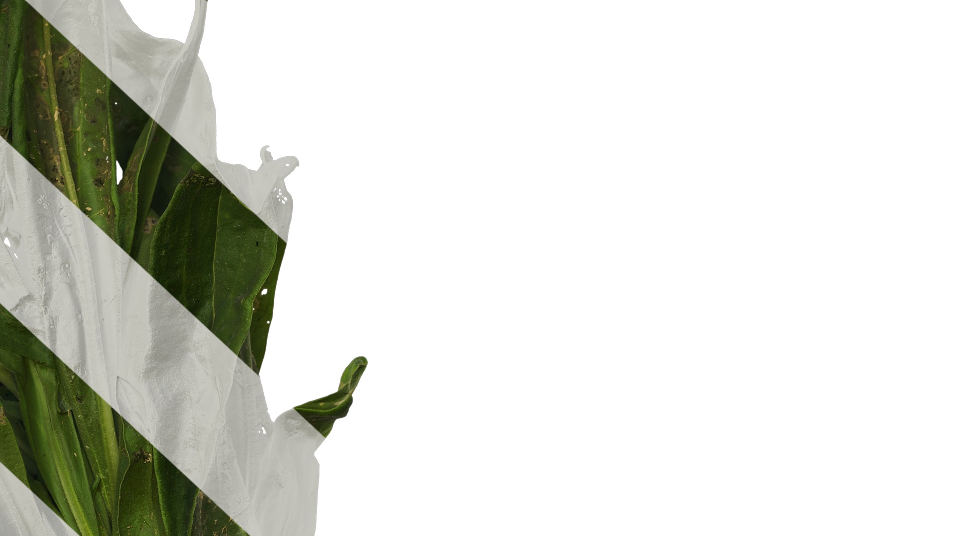 Anydrafts Xerochrysum bracteatum Atlas 01 Texture_6