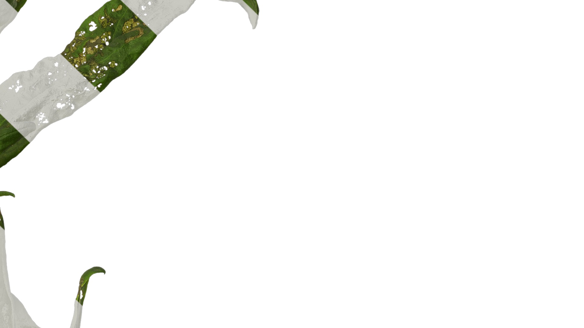 Anydrafts Xerochrysum bracteatum Atlas 01 Texture_4