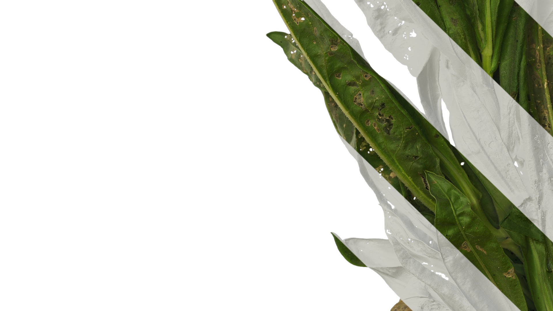 Anydrafts Xerochrysum bracteatum Atlas 01 Texture_5