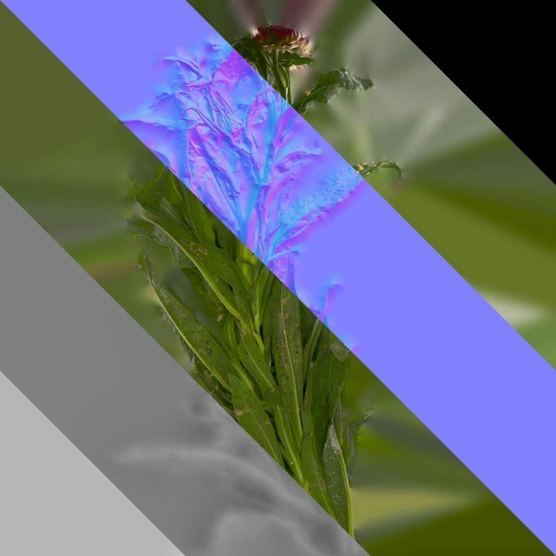 Anydrafts Xerochrysum bracteatum Atlas 01 Texture_8