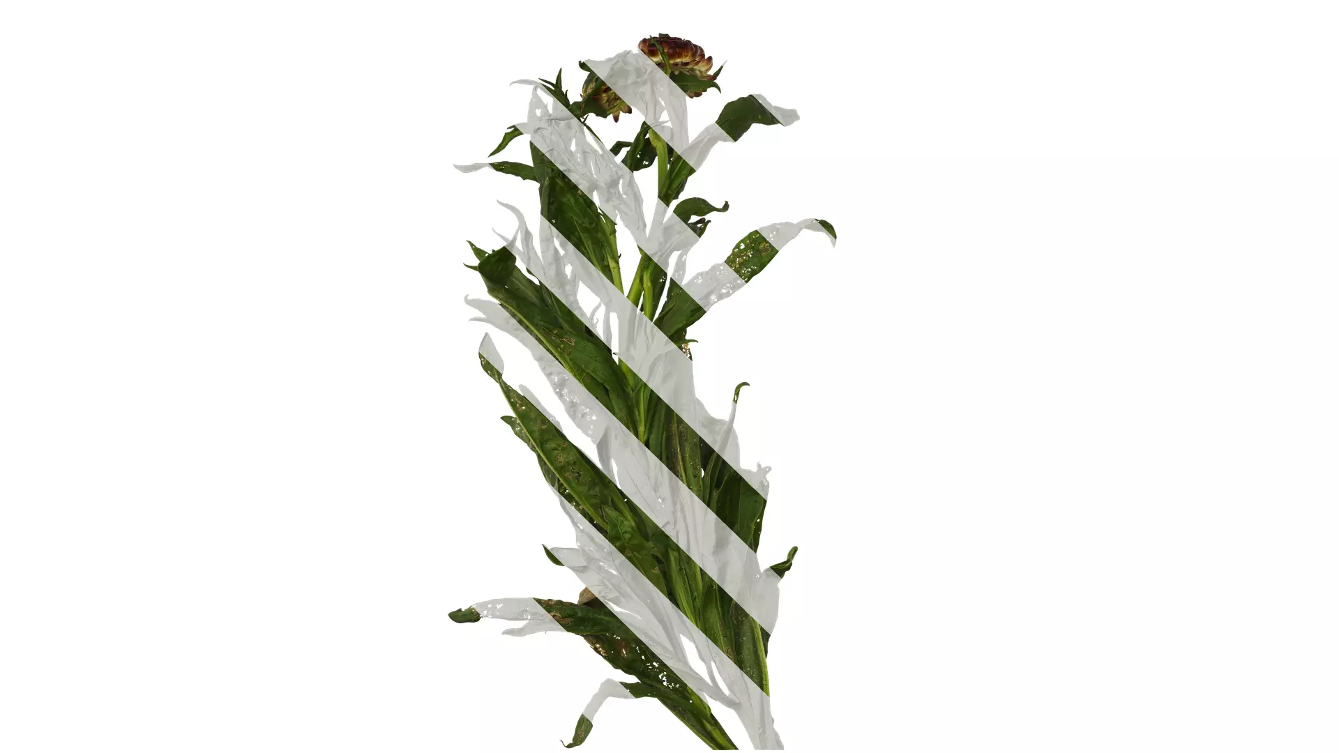 Anydrafts Xerochrysum bracteatum Atlas 01 Texture_0