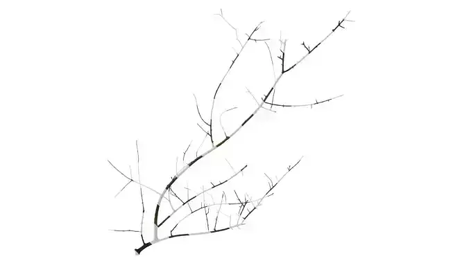 Anydrafts Olea europaea Branch 03