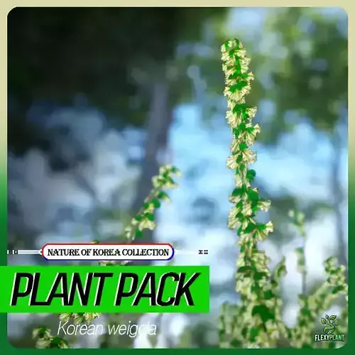 Korean Endemic Species Plant - 4 Korean weigela Flower