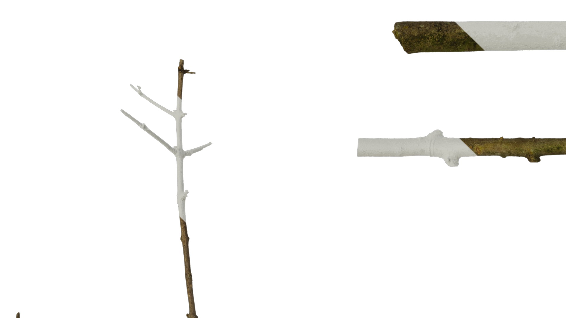 Anydrafts Olea europaea Branch 04 Texture_1