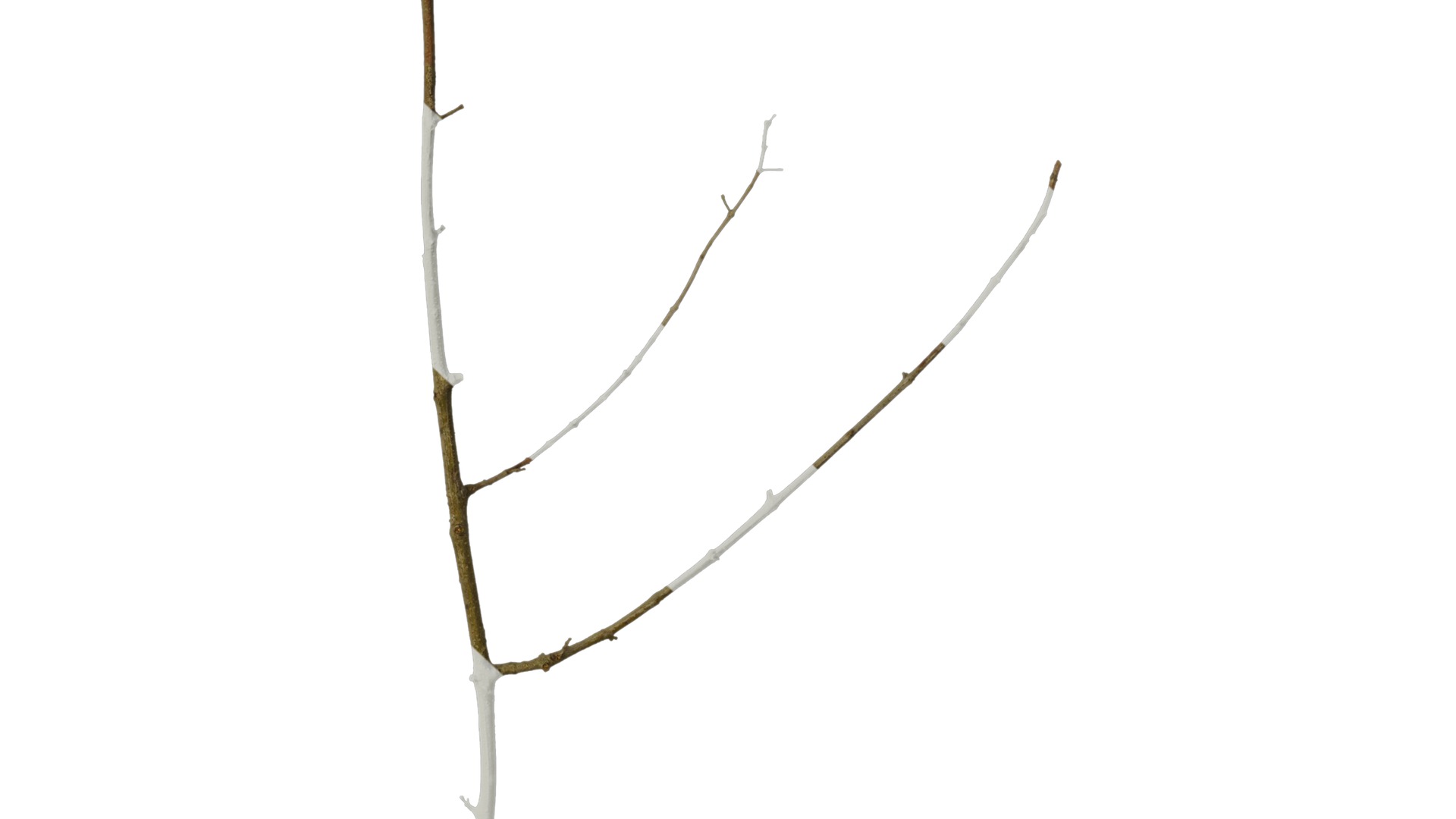 Anydrafts Olea europaea Branch 04 Texture_6