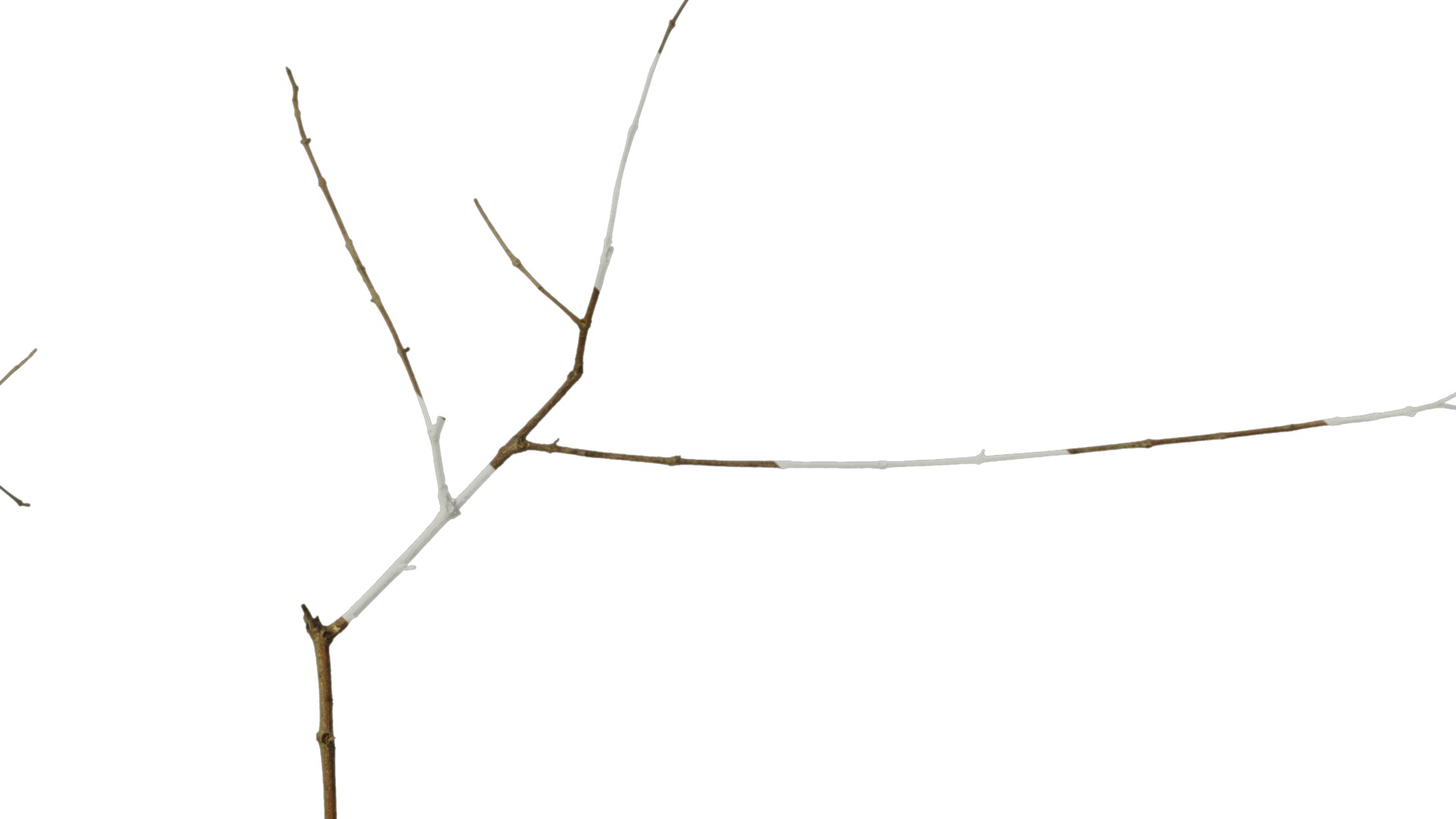 Anydrafts Olea europaea Branch 04 Texture_4