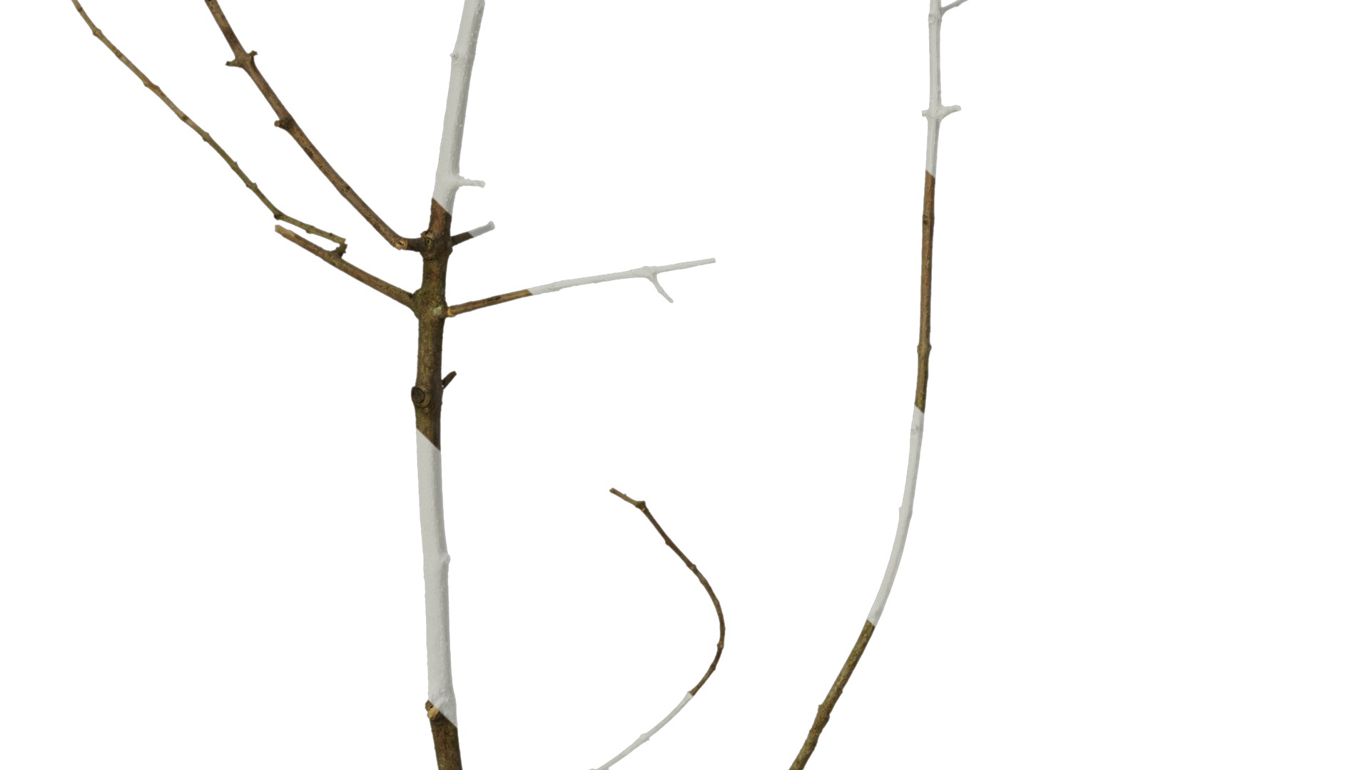 Anydrafts Olea europaea Branch 04 Texture_5