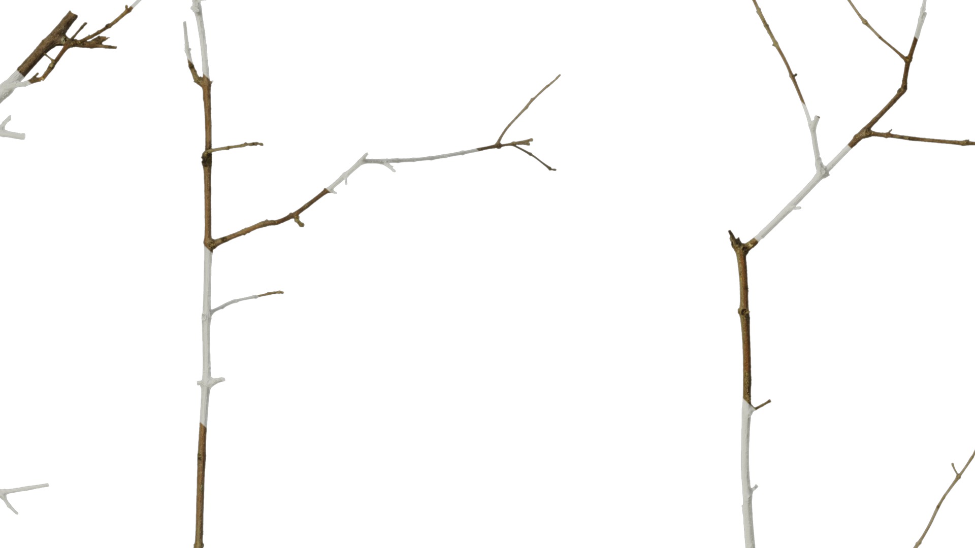 Anydrafts Olea europaea Branch 04 Texture_7