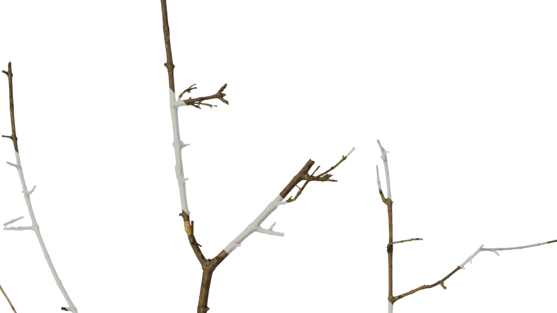 Anydrafts Olea europaea Branch 04 Texture_3