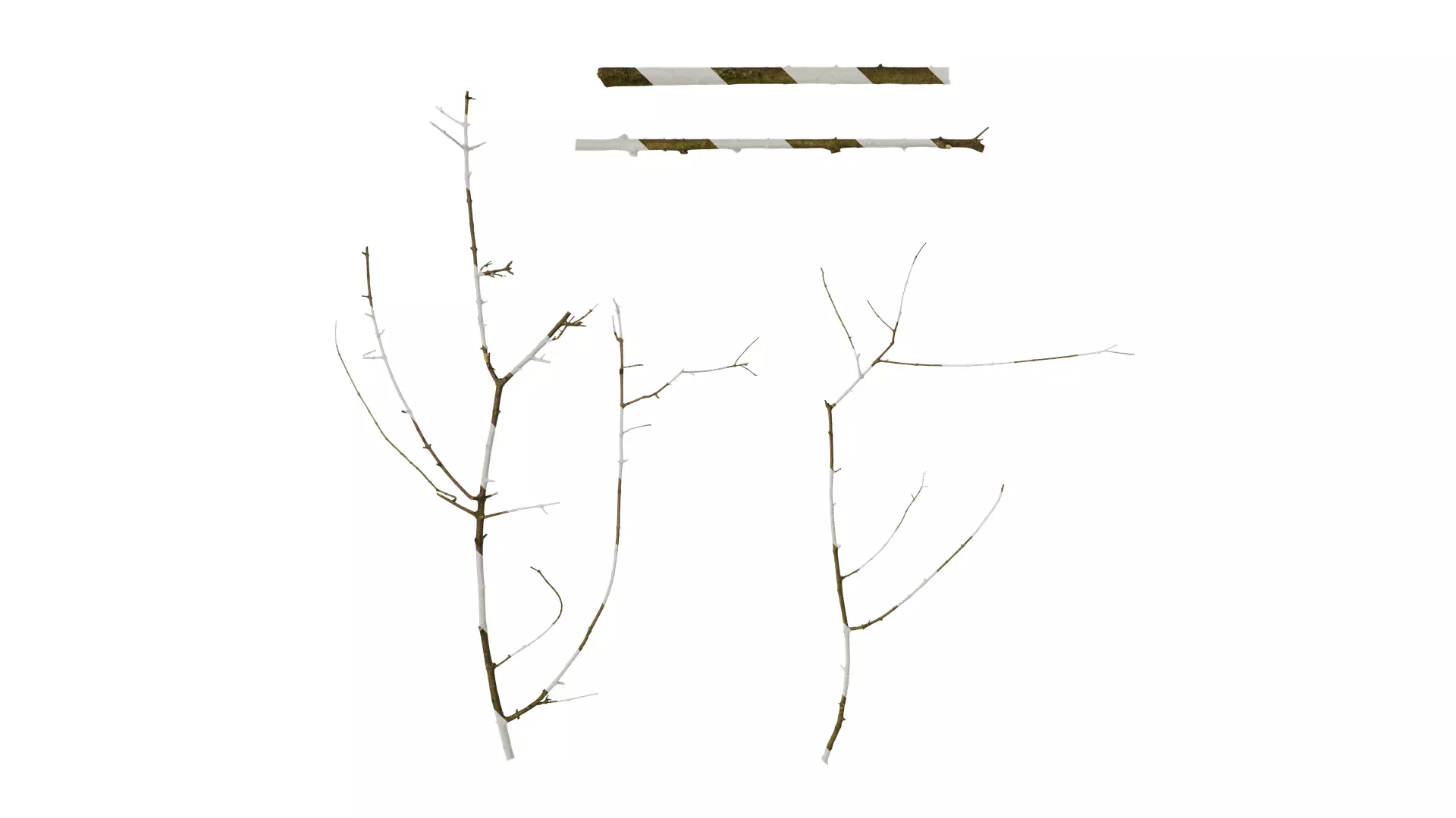 Anydrafts Olea europaea Branch 04 Texture_0