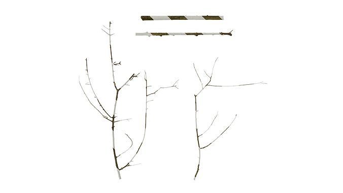 Anydrafts Olea europaea Branch 04 Texture