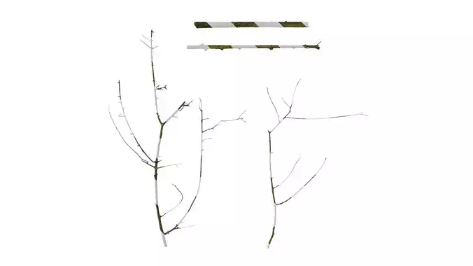 Anydrafts Olea europaea Branch 04