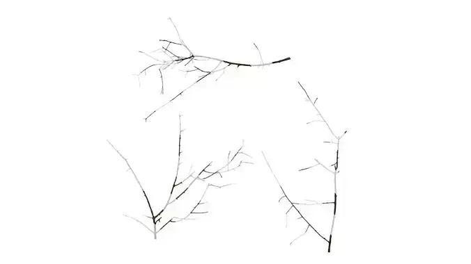 Anydrafts Olea europaea Branch 05