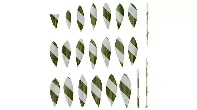 Anydrafts Olea europaea Leaf 02 F