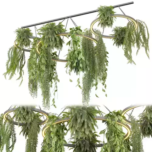 Collection plant vol 618 - Hanging - Ampelous - Fern - Pothos