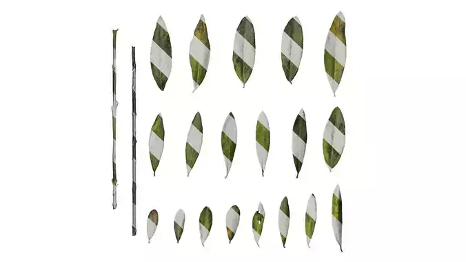 Anydrafts Olea europaea Leaf 05