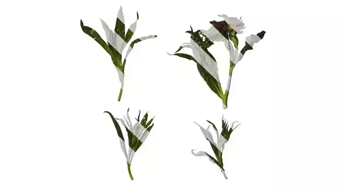 Anydrafts Xerochrysum bracteatum Atlas 03